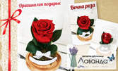 Вечна роза в стъкленица "Романтин" или "Красавицата и звяра"