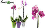 Орхидея в цвят по избор, плюс бонус - пластмасова кашпа