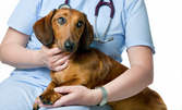Външно обезпаразитяване на куче, или годишна ваксина на куче или котка