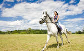 Урок по конна езда за начинаещи или напреднали