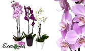 Орхидея в цвят по избор, плюс бонус - керамична кашпа