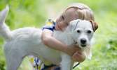 Външно обезпаразитяване на куче, или годишна ваксина на куче или котка