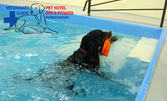 SPA ден за домашния любимец: Ползване на басейн за кучета - подходящо за рехабилитация
