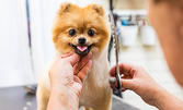 Цялостен груминг за куче - рязане на нокти, почистване на уши, лапи, къпане, разресване, сушене, подстригване и оформяне