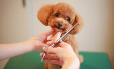 Частичен или цялостен груминг за куче - с възможност за SPA терапия