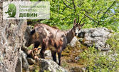Тур за професионално наблюдение и "фотолов" на диви животни в Родопите - за до четирима