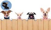 Груминг услуги за куче - къпане, подстригване, прическа, почистване на уши, подрязване на нокти и почистване на зъби