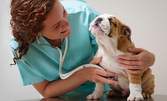 Годишна ваксина или поставяне на микрочип за куче или котка, преглед и кръвни изследвания