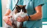 За кучето и котката! Профилактичен клиничен преглед, идентификация или изследване на кръвта