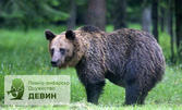 Вечерен тур за професионално наблюдение и "фотолов" на кафява мечка в Родопите - за до четирима