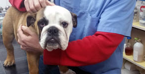 Sofia Vet Service