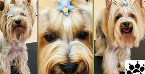 Grooming studio Doggy Dog