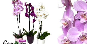 Elegantz Flowers 313.bg
