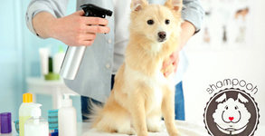 Груминг салон Shampooh