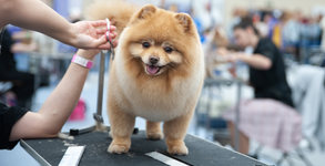 Dog Grooming Spa salon