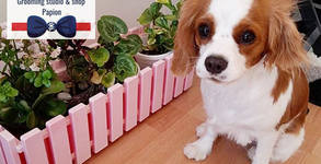 Grooming Studio & Shop Papiоn