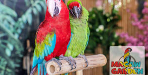 Macaw Garden Show