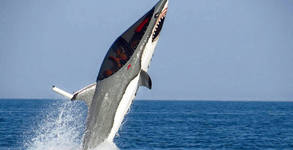 The Seabreacher