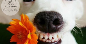 Hot Dog Grooming by Petya
