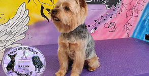 Hrisunka Pet Grooming
