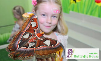Вход за изложба на живи тропически пеперуди - в Св. св. Константин и Елена, от Butterfly House Varna