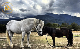 Семейно приключение
