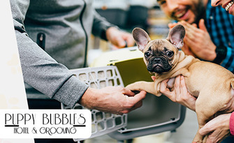 Нощувка в хотел за кучета до 25кг, от Puppy Bubbles