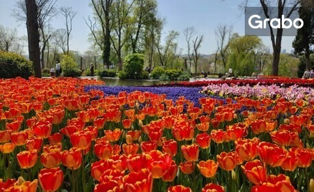 Виж ежегодния фестивал на лалето в Истанбул! 3 нощувки със закуски, плюс транспорт от Варна и посещение на Лозенград