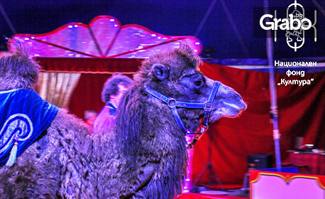 Вход за спектакъл на Цирк Феникс в Стара Загора - от 30 Септември до 5 Октомври