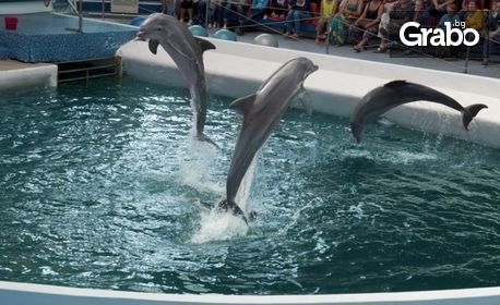 Вижте шоуто с делфини на Делфинариум Варна