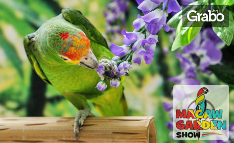Вход за изложба на екзотични папагали в Mall Велико Търново
