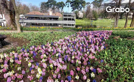 Last Minute! Празник на цветята в Крайова и Калафат: Екскурзия с нощувка и закуска, плюс транспорт