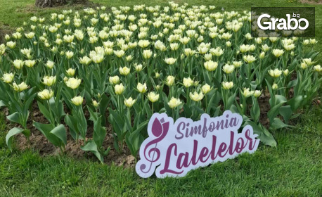 Виж Румъния през Април за Фестивал на лалето "Симфония на лалетата": 2 нощувки със закуски, плюс транспорт и посещение на Великденски панаир в Крайова