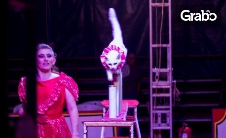 Спектакъл на Цирк Феникс с клоуна Роланд Дитмар-Роли: всеки ден от 14 до 23 Октомври, в Плевен