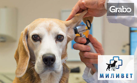 Клиничен преглед на куче или котка, плюс козметични процедури и обезпаразитяване