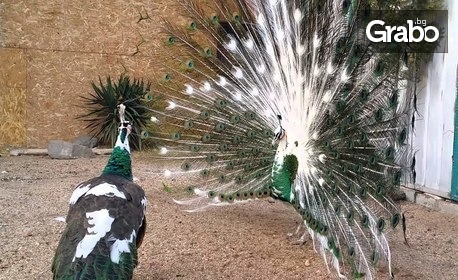 Еднодневна екскурзия до Зоологическата градина на Бургас, Несебър и посещение на ферма за щрауси на 19 Юни