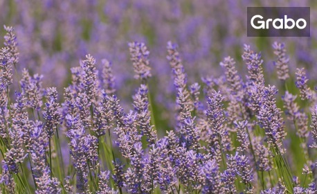 За Празника на лавандулата в Чирпан: Еднодневна екскурзия с посещение на манастир "Свети Атанасий"