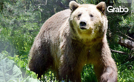 Екскурзия до Парка за танцуващи мечки в Белица, Банско и Хижа Безбог! Нощувка със закуска, плюс транспорт