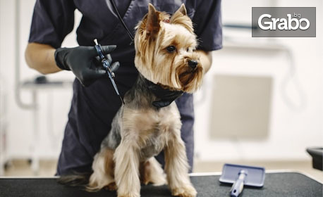 Частичен или цялостен груминг за куче - с възможност за SPA терапия