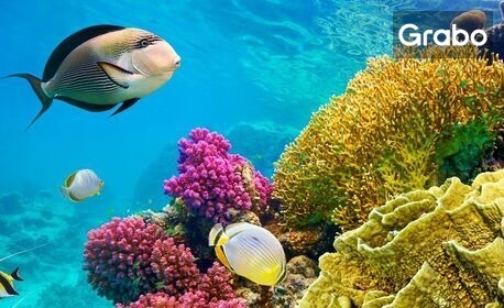 Есенна приказка в Египет: 7 нощувки на база All Inclusive в хотел Sierra Sharm El Sheikh 4*, Шарм ел Шейх, плюс самолетен транспорт