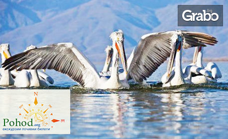 Еднодневна екскурзия до езерото на пеликаните и фламингото - Керкини в Гърция