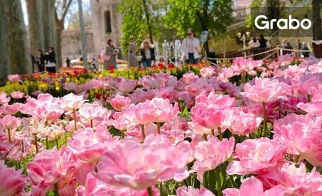 Виж ежегодния фестивал на лалето в Истанбул! 3 нощувки със закуски, плюс транспорт от София и посещение на Одрин
