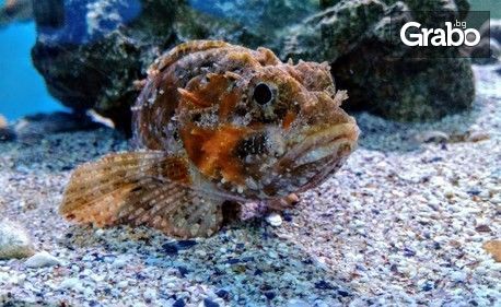 Разгледайте морското дъно през аквариум в Несебър! Вход за възрастен, без или със дете