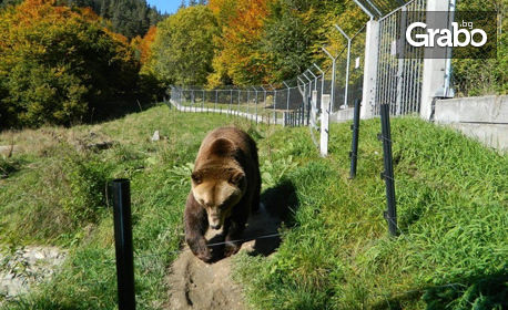 Екскурзия до Парка за танцуващи мечки в Белица, Банско и Хижа Безбог! Нощувка със закуска, плюс транспорт
