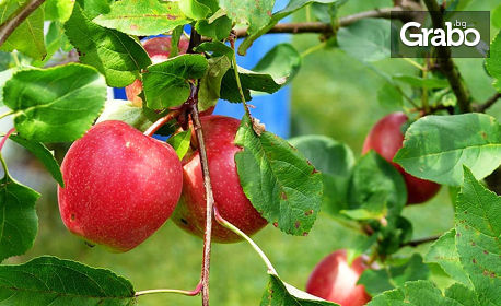Наеми ябълково дърво за 1 година и получи готовата продуция - в градината на село Бяла Река, край Сухиндол