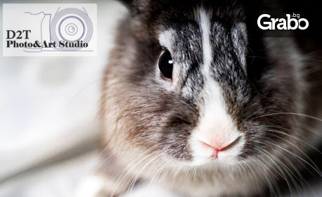 Великденска фотосесия в студио с живи зайчета - с 5 или 10 обработени кадъра