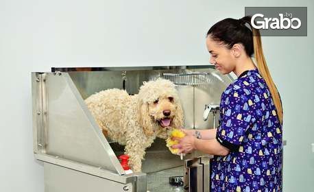 Почистване на зъбен камък, къпане, разресване и изсушаване на куче