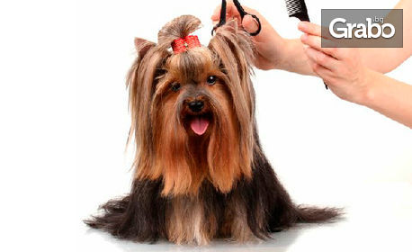 Къпане, масаж, изсушаване и разресване на куче до 10кг - без или със подстригване