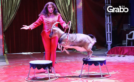 Модерен международен спектакъл на Цирк Феникс с участието на артисти от Италия, Украйна и България: всеки ден от 28 Юни до 7 Юли, в Пазарджик