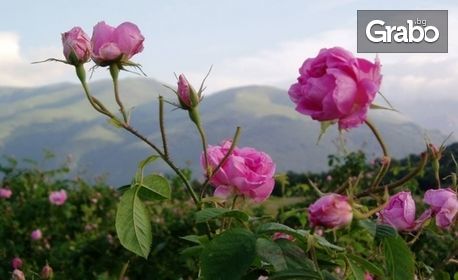 Посети Фестивала на розата в Казанлък! Еднодневна екскурзия през Май или Юни, посещение на Шипка и Етъра